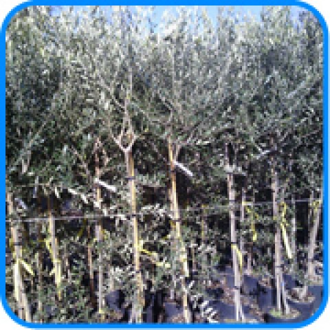 vendita online alberi di olivi di 4-5 anni in mastello