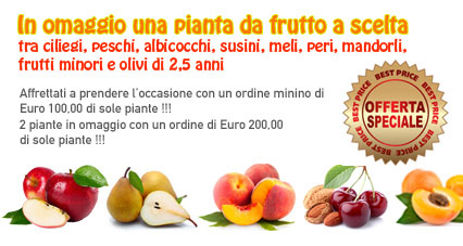 produzione piante di olivi, viti, agrumi