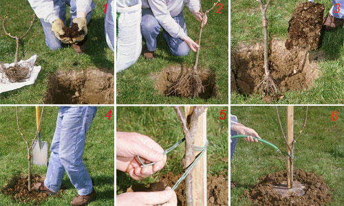 Come piantare un albero da frutto