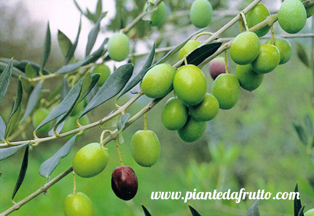 acquista online alberi di ulivi bianchera