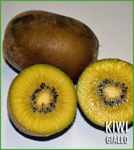 Vendita pianta di kiwi Giallo Arnold