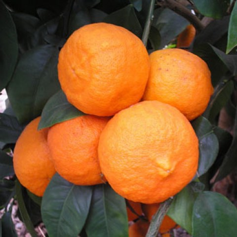 Vendita online alberi di arancio amaro
