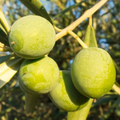 bosana-olivo