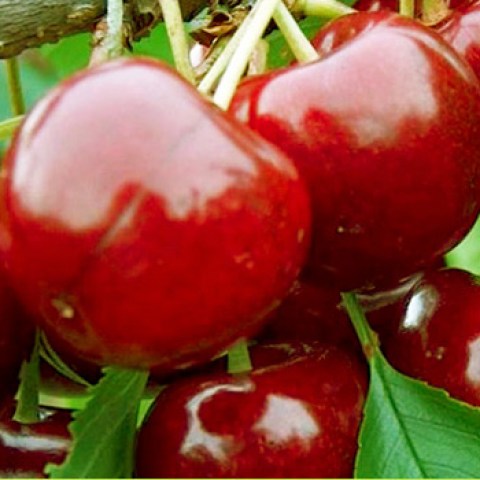 Acquista online piante di ciliegi Grossa di Pistoia