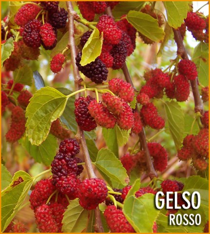 gelso_rosso_54115c15aafd3.jpg