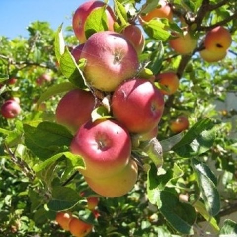 acquista alberi di mele antiche del paradiso