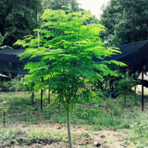 Moringa oleifera albero miracoloso