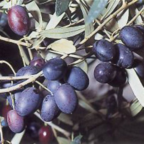 Acquista online alberi di olivo rossellino cerretano