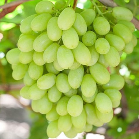 acquista online barbatelle di uva Regal apirena bianca