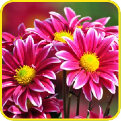 vendita online piante ornamentali, siepi, cespugli, fiori