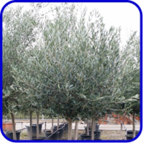 vendita online alberi di olivi di 12 anni in mastello