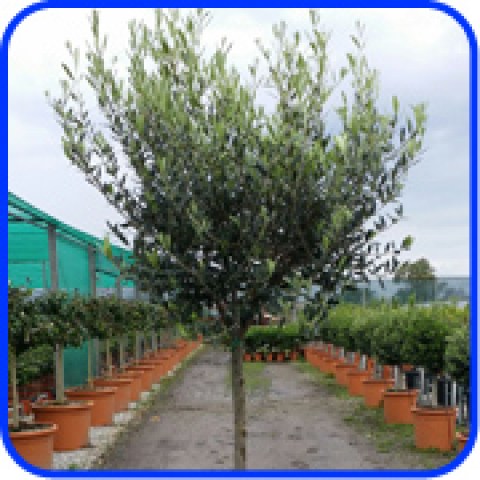 vendita online alberi di olivi di 8 anni in mastello