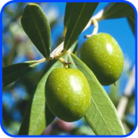 vendita online alberi di olivi in vaso