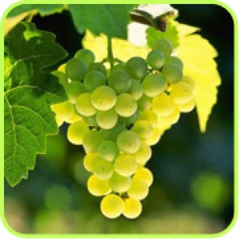 vendita online alberi di uva da tavola e da vino