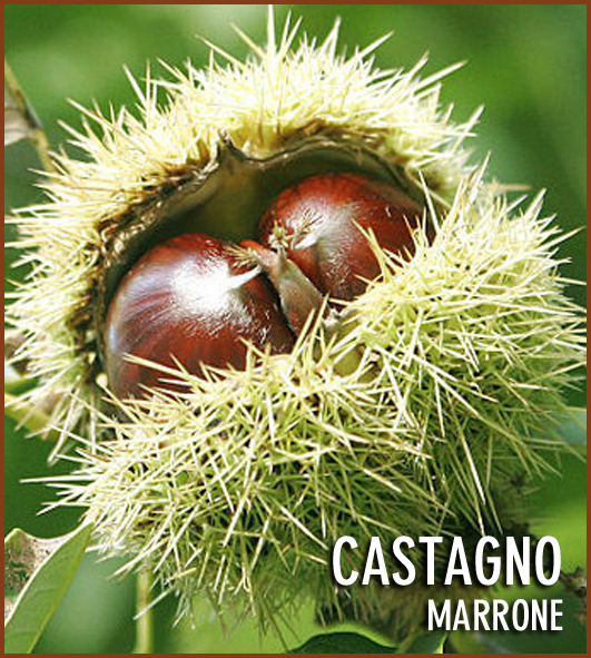 frutto varietà "Marron de refótiva" Franz trasformati Elegante Castagna pianta! 