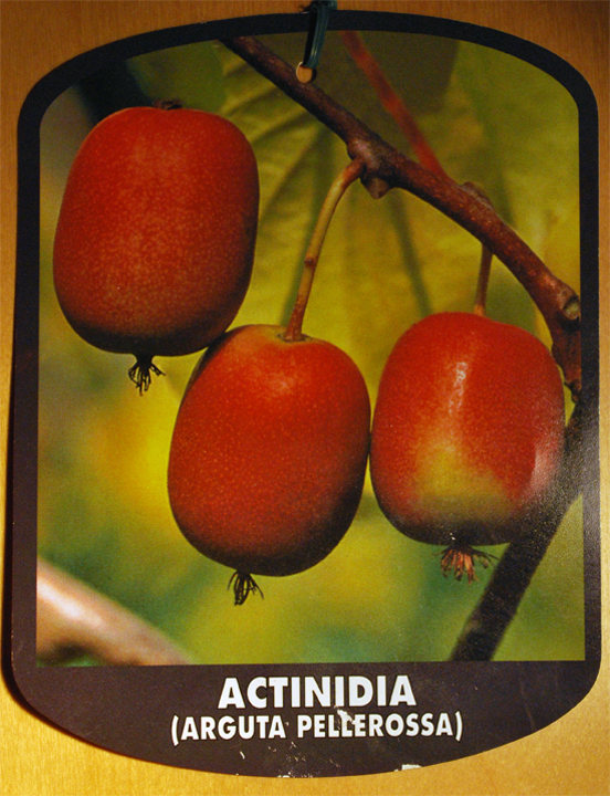 Kiwi Arguta Pellerossa (Actinidia)