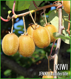 Vendita pianta di Kiwi Jenny autofertile