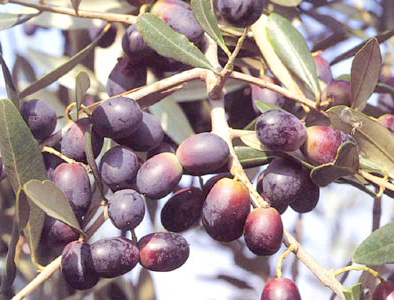 acquista pianta di olivo leccino