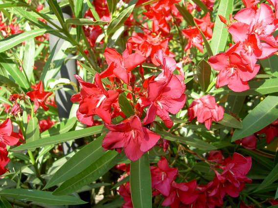 Piante ornamentali : Oleandro rosso (Nerium oleander)