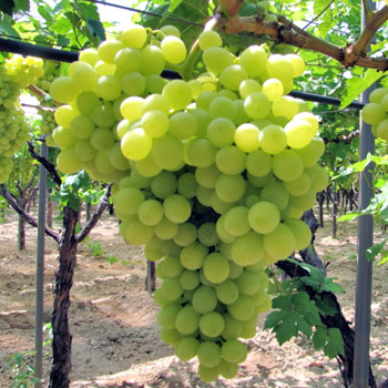acquista online piante di uva Early superior seedless