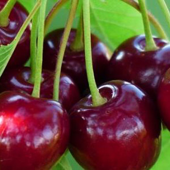 Acquista online alberi di ciliegi Durone di Vignola 1
