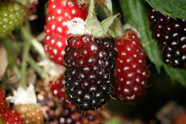 Vendita pianta di Boysenberry vivai spallacci flavio