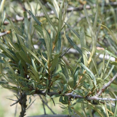 olivello spinoso pollmix 3