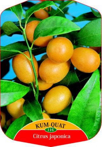 Vendita Pianta di Kumquat Mandarino Cinese