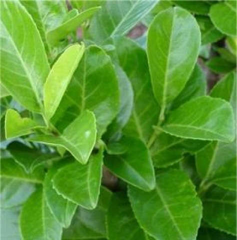 Lauro Ceraso Prunus Laurocerasus Caucasica