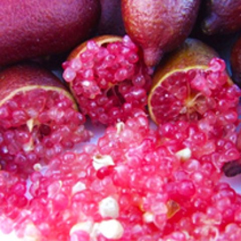 Piante di agrumi Limone Caviale Rosso