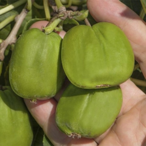 acquista online piante di kiwi senza pelo
