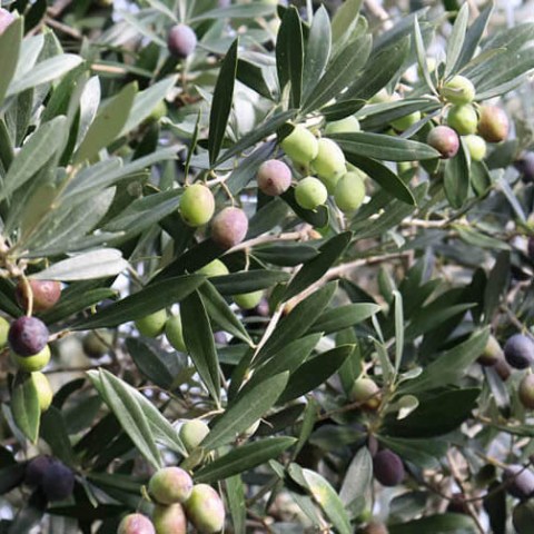 acquista online piante di olivi pegaso