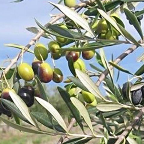 Acquista online piante di Olivo Piangente