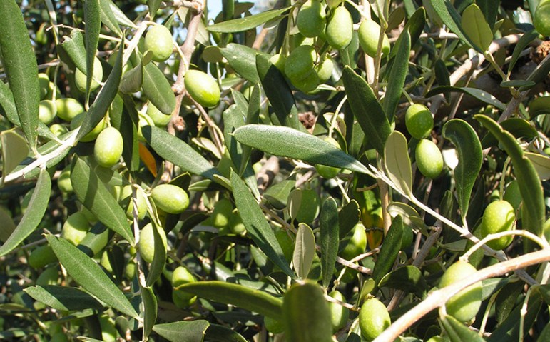 vendita pianta di olivo