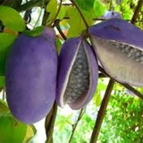 Il frutto è un baccello di forma e dimensione simile a quella di un uovo, di colore viola intenso, edule, con una polpa morbida dal sapore speciale