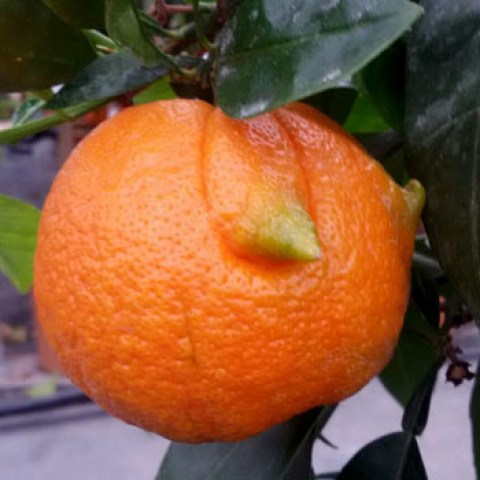 Vendita pianta di arancio amaro cornuto
