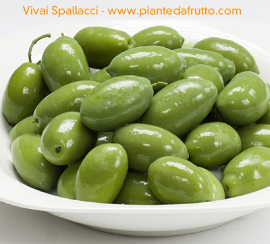 Vendita piante di olivi Bella di Cerignola