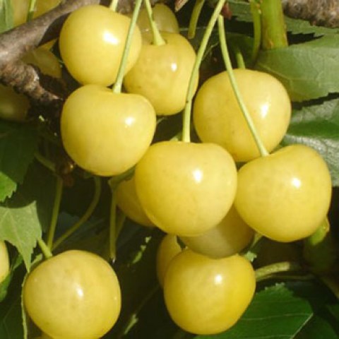 Vendita piante di ciliegie gialle