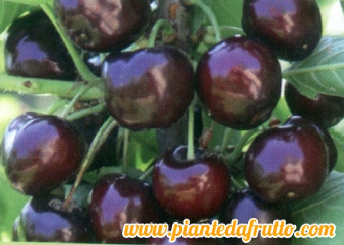 varietà pianta di ciliegia tardiva big star