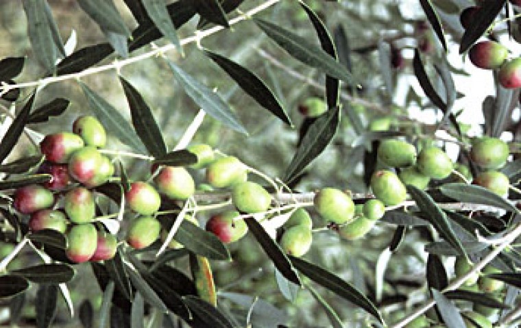 venita pianta olivo coroncina