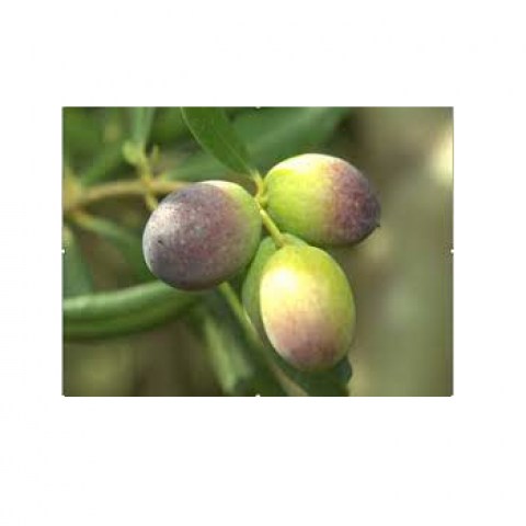 Vendita piante di olivi Elviana
