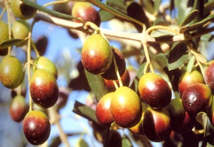 Vendita piante di olivo Frantoio