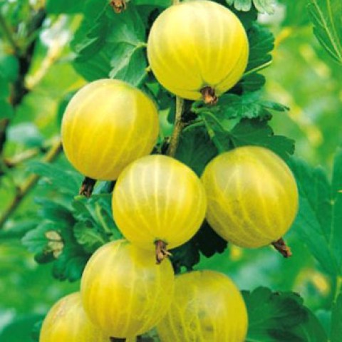 Vendita piante di Uva spina gialla vivai spallacci produzione frutti di bosco in vaso