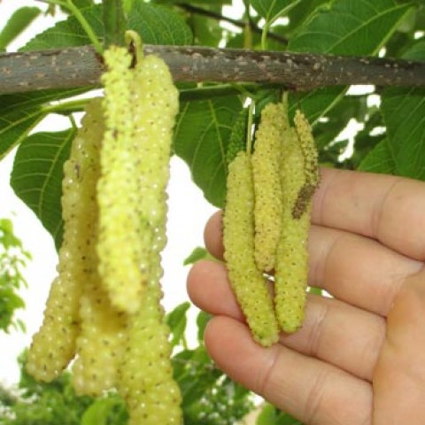 Vendita pianta di Gelso Saharampur Pakistano