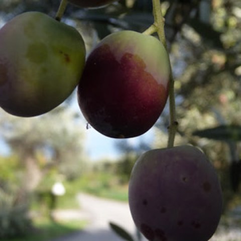 vendita pianta olivo Gentile di Chieti