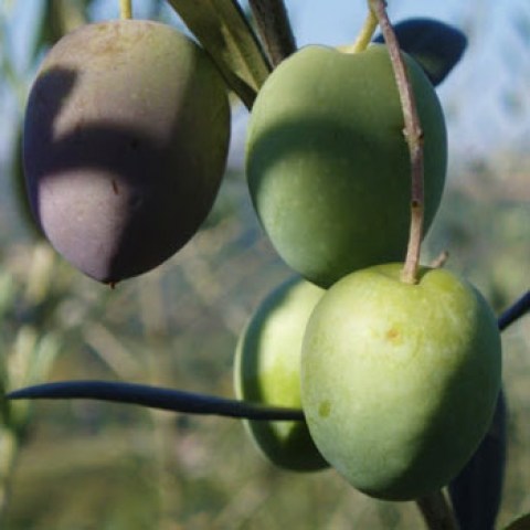 Acquista online piante di olivo grossa