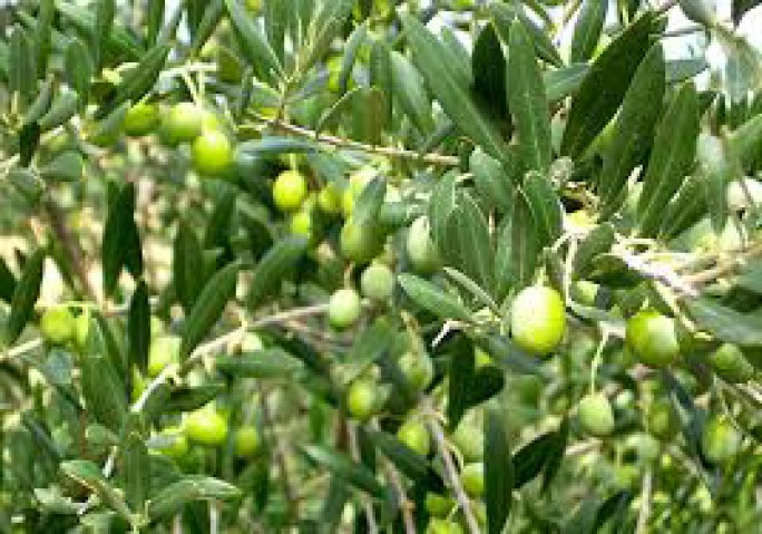 vendita pianta olivo arbequina