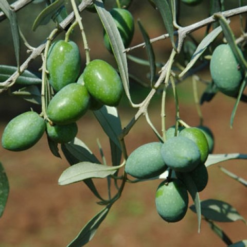 Acquista online piante di olivo Leccio Maremmano