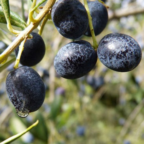 Acquista online piante di olivo leccione