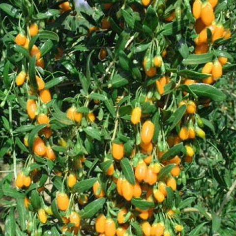 Vendita pianta di Goji giallo amber sweet